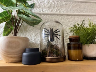 Eerie Spider Cloche sitting on shelf next to candle and planted pots